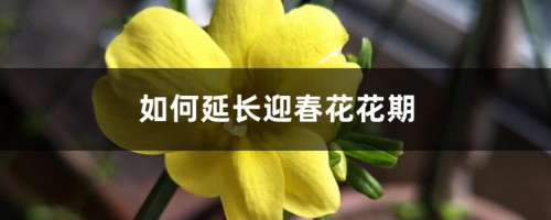 如何延长迎春花花期