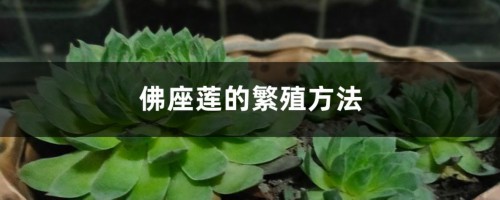 佛座莲的繁殖方法